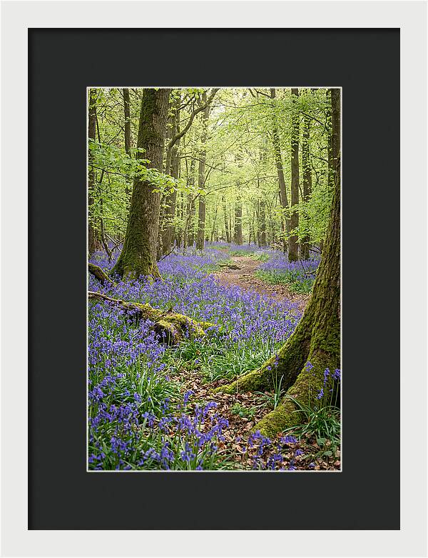 Spring Bluebells In Bloom