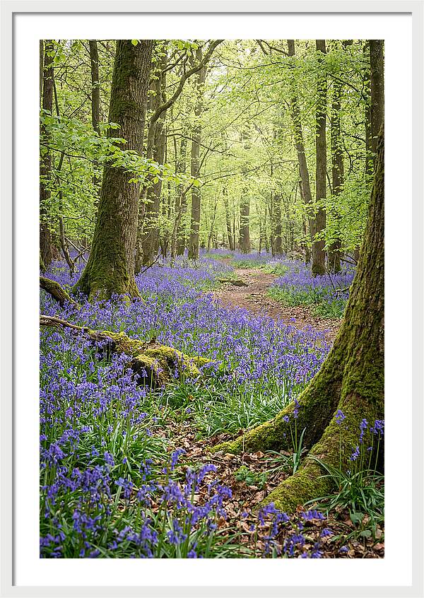 Spring Bluebells In Bloom