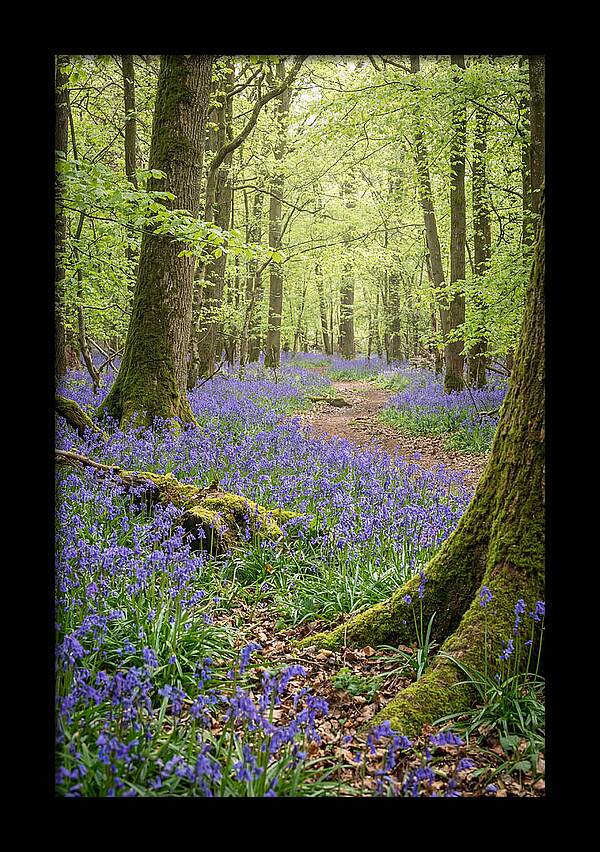 Spring Bluebells In Bloom