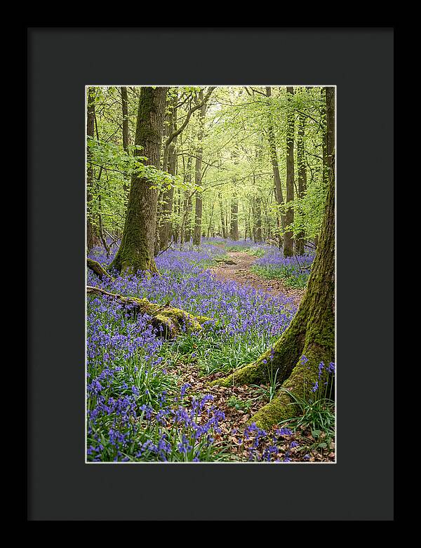 Spring Bluebells In Bloom