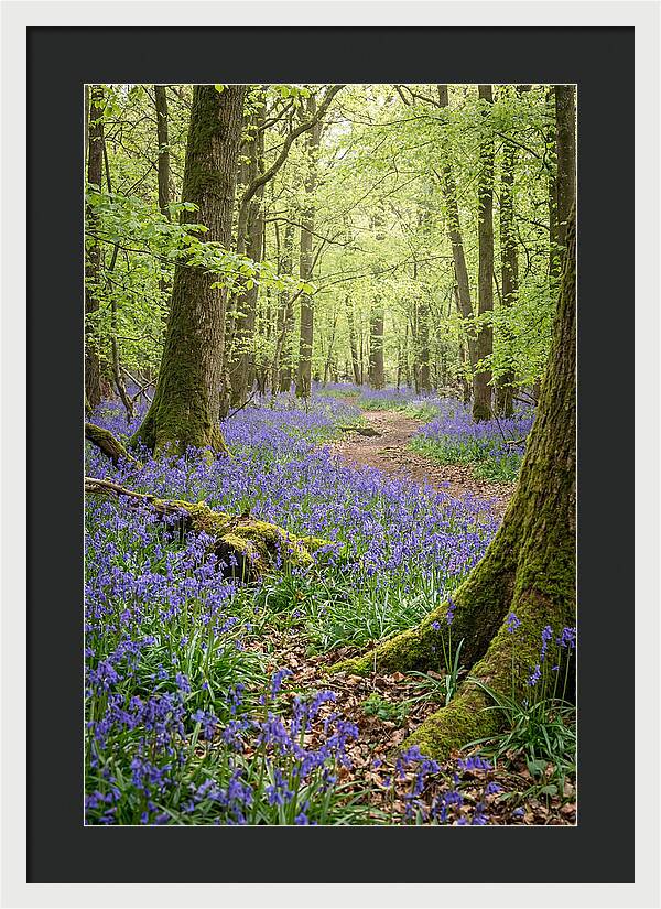 Spring Bluebells In Bloom