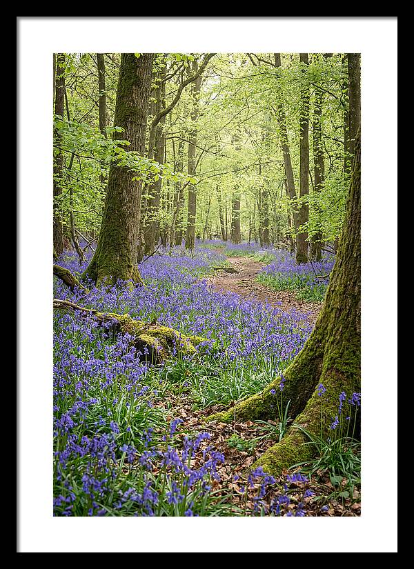 Spring Bluebells In Bloom