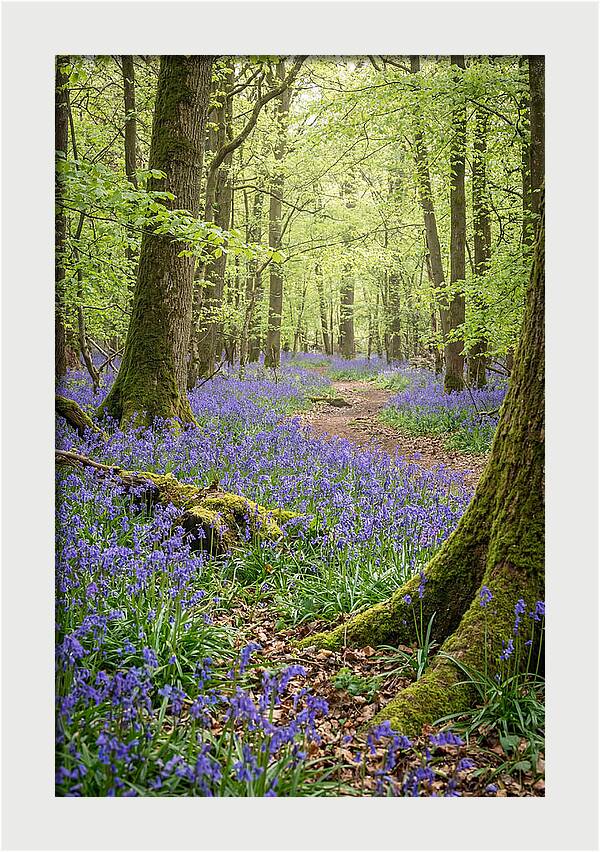 Spring Bluebells In Bloom