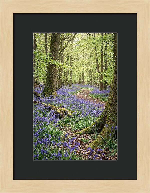 Spring Bluebells In Bloom