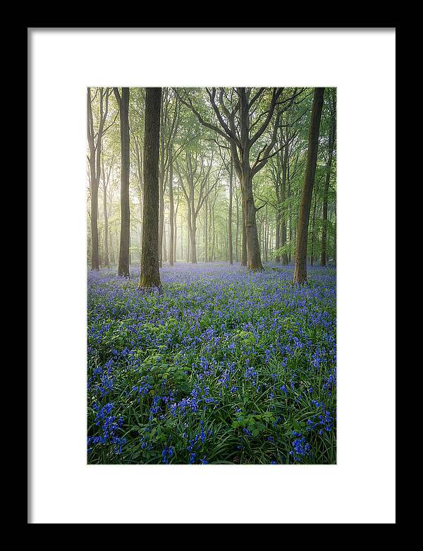 Spring Bluebells In The Forest