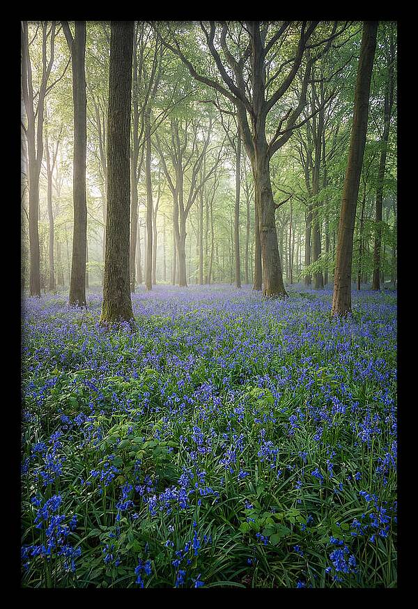 Spring Bluebells In The Forest