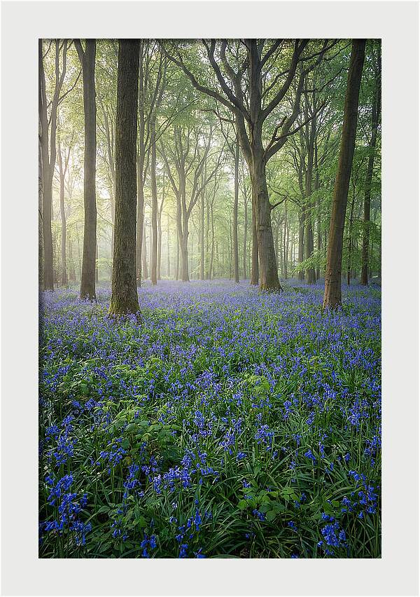 Spring Bluebells In The Forest