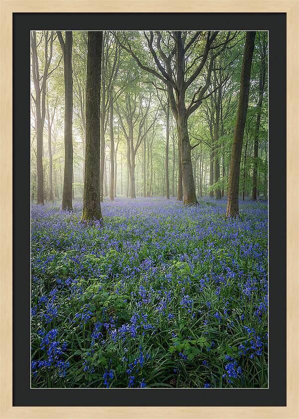 Spring Bluebells In The Forest