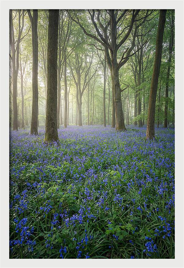 Spring Bluebells In The Forest