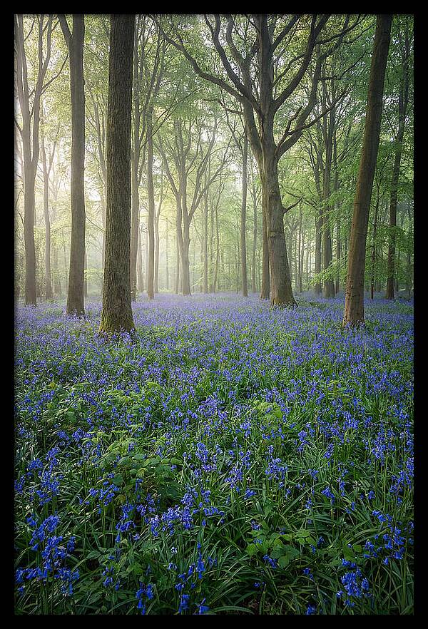 Spring Bluebells In The Forest