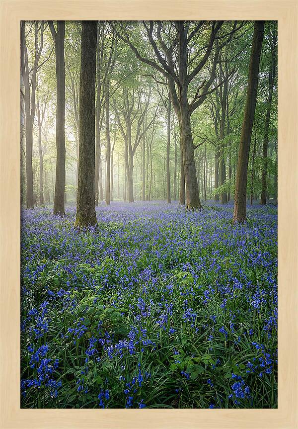 Spring Bluebells In The Forest