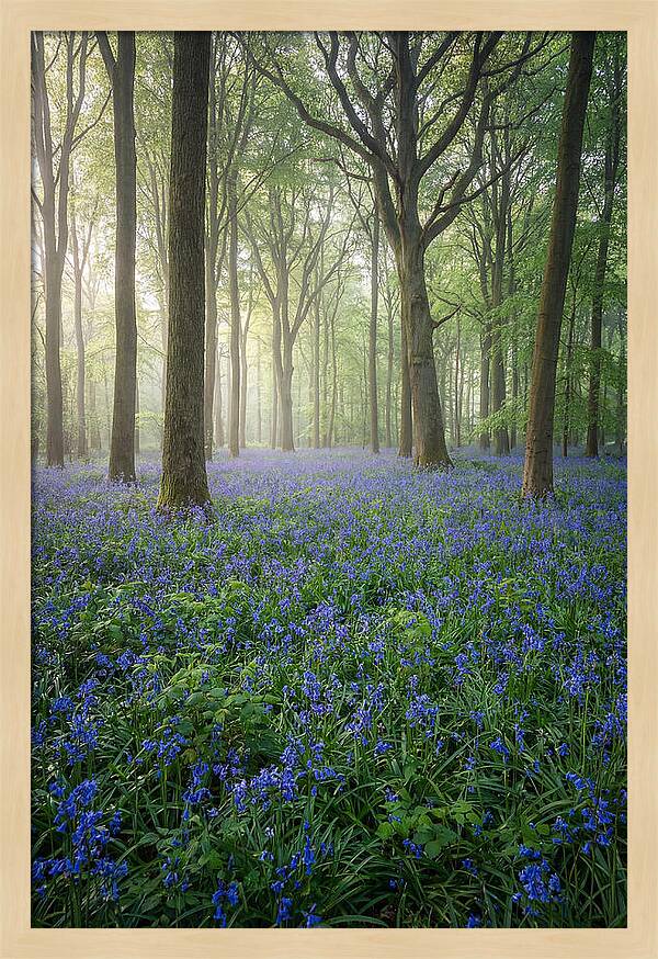 Spring Bluebells In The Forest