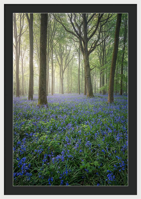 Spring Bluebells In The Forest