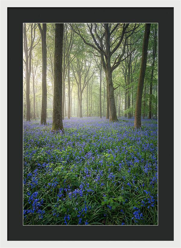 Spring Bluebells In The Forest