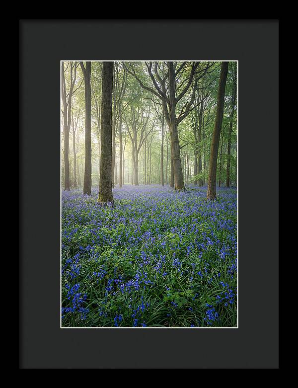 Spring Bluebells In The Forest