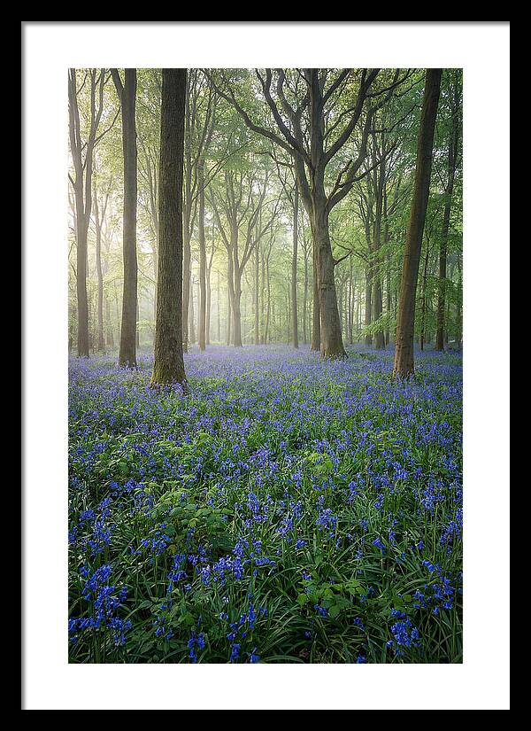 Spring Bluebells In The Forest