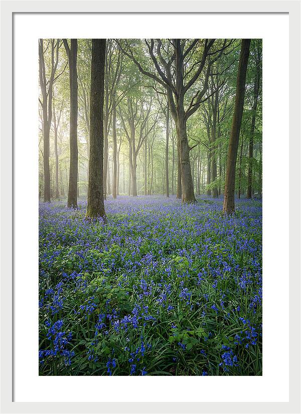 Spring Bluebells In The Forest