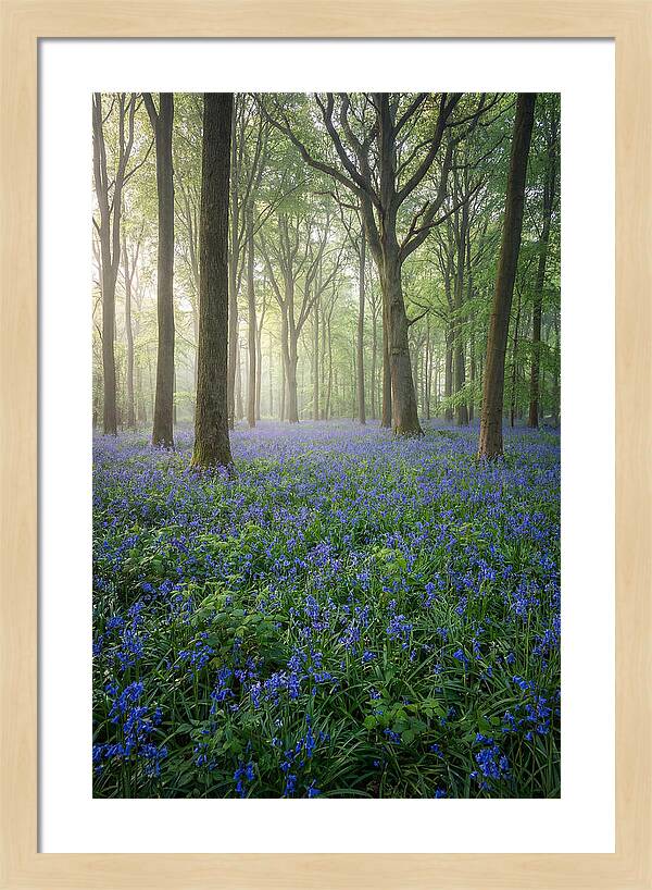 Spring Bluebells In The Forest