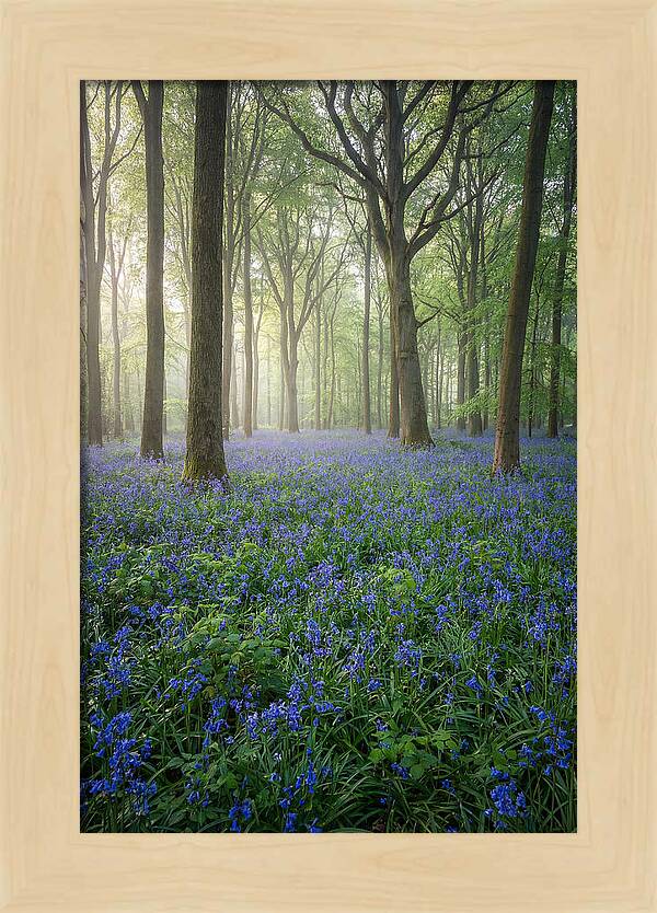Spring Bluebells In The Forest