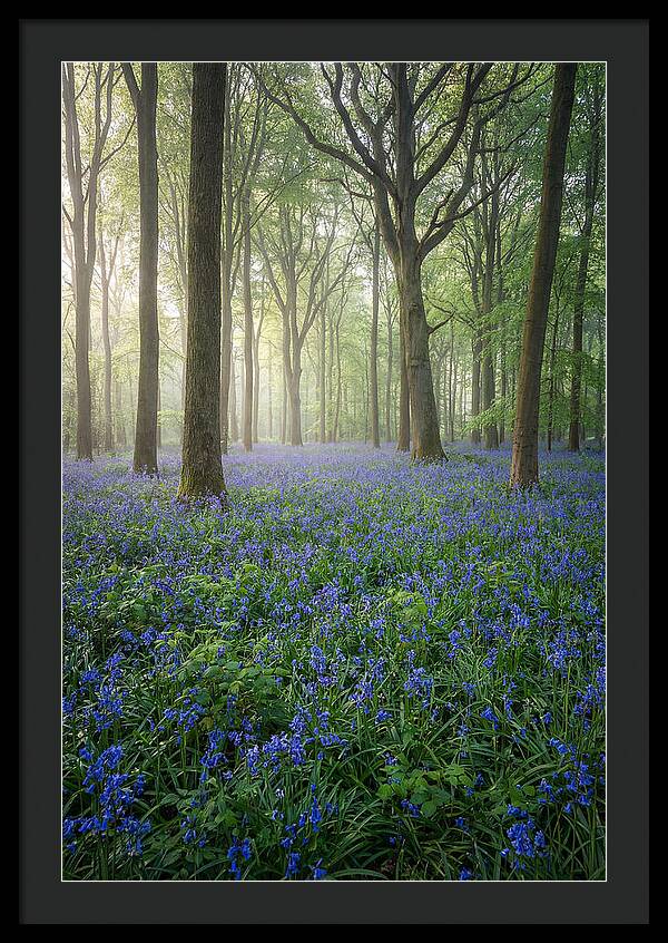 Spring Bluebells In The Forest