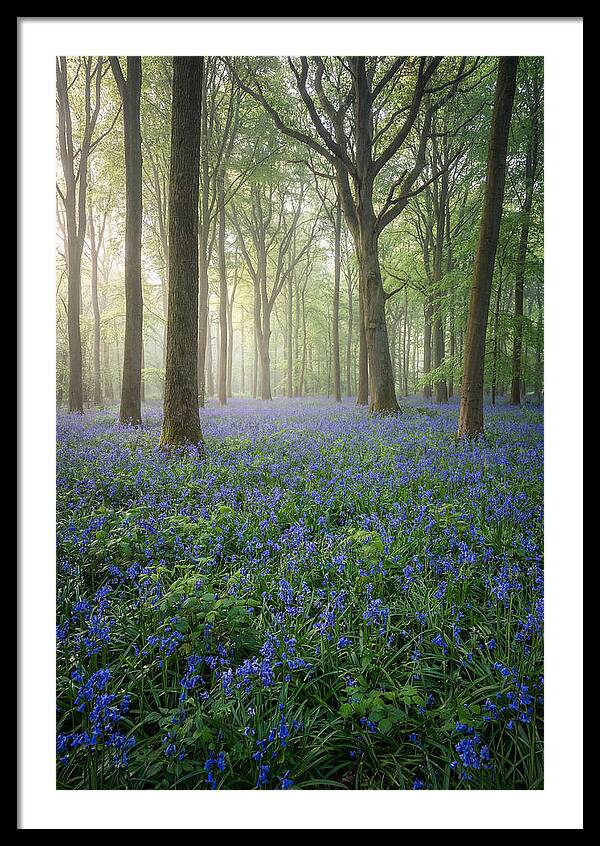 Spring Bluebells In The Forest