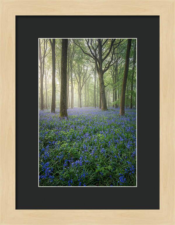 Spring Bluebells In The Forest