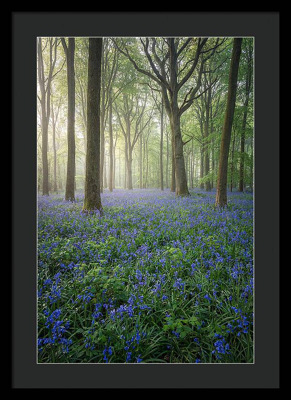 Spring Bluebells In The Forest