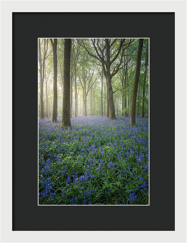 Spring Bluebells In The Forest