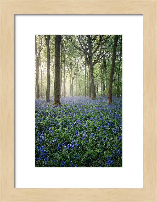 Spring Bluebells In The Forest