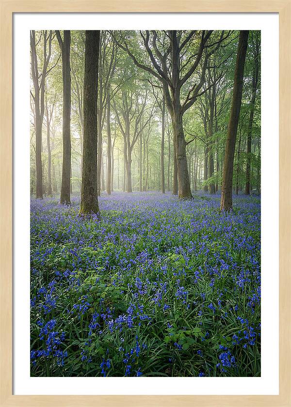 Spring Bluebells In The Forest