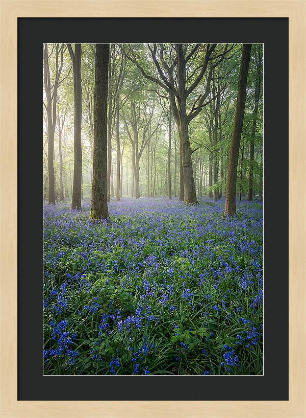 Spring Bluebells In The Forest
