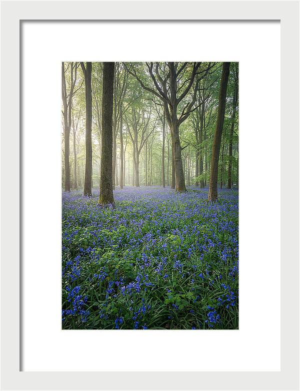 Spring Bluebells In The Forest