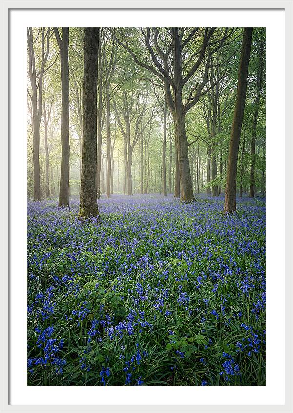Spring Bluebells In The Forest