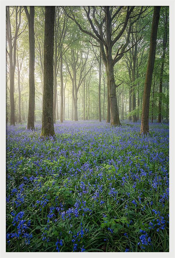 Spring Bluebells In The Forest
