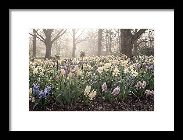 Spring Bulb Garden Blooming