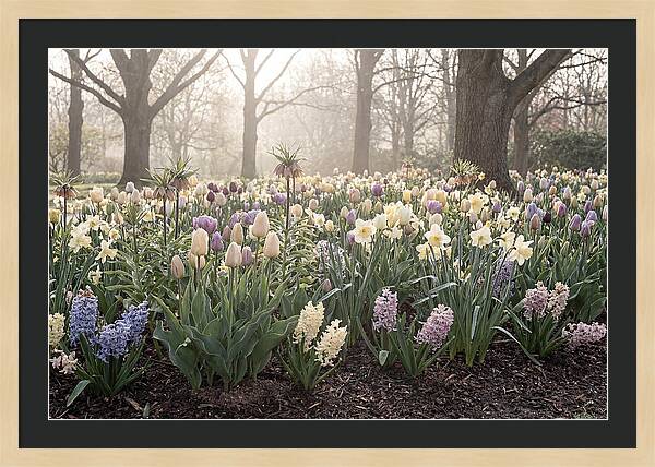 Spring Bulb Garden Blooming