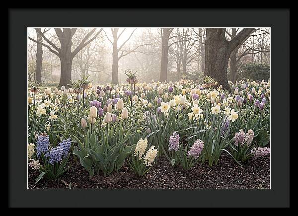 Spring Bulb Garden Blooming
