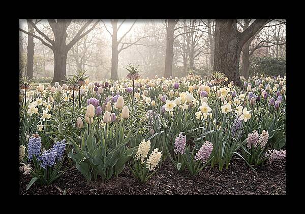 Spring Bulb Garden Blooming