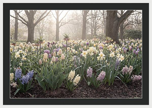 Spring Bulb Garden Blooming