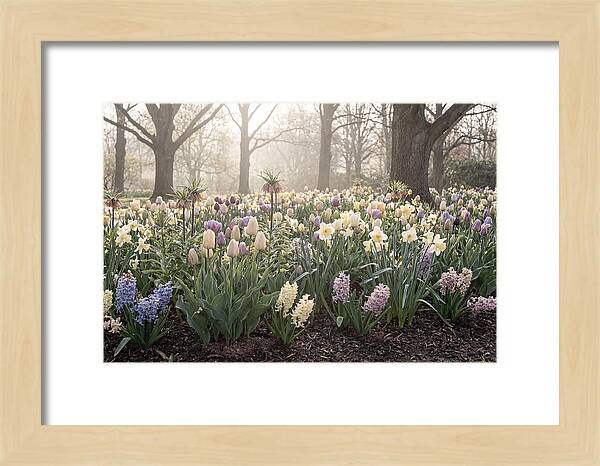Spring Bulb Garden Blooming