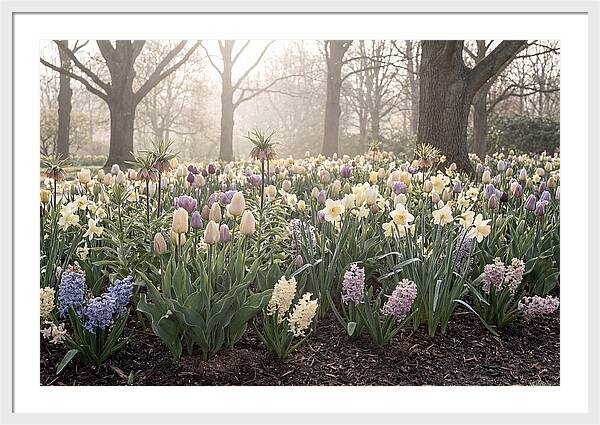 Spring Bulb Garden Blooming