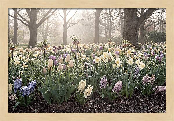 Spring Bulb Garden Blooming