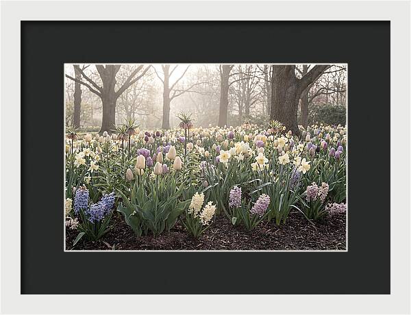 Spring Bulb Garden Blooming