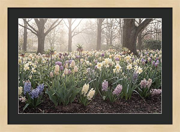 Spring Bulb Garden Blooming