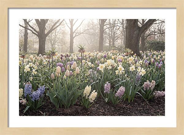 Spring Bulb Garden Blooming