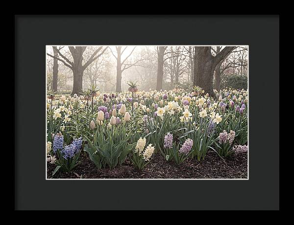 Spring Bulb Garden Blooming