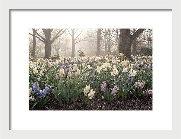 Spring Bulb Garden Blooming