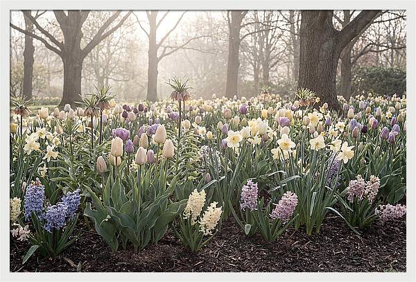 Spring Bulb Garden Blooming