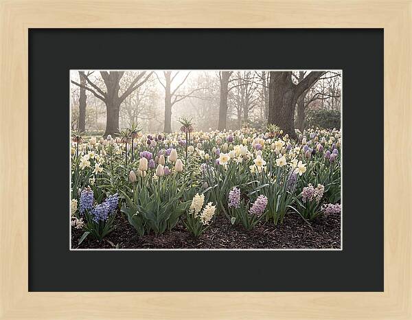 Spring Bulb Garden Blooming