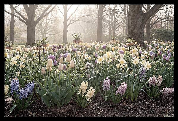 Spring Bulb Garden Blooming